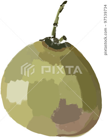 Isolated illustration of green coconut Isolated illustration of green coconut 97539734