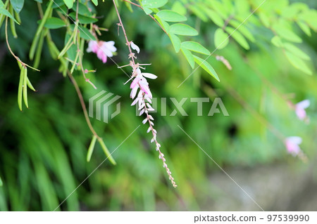 Flowers of Niwa Fuji Flowers of Niwa Fuji 97539990