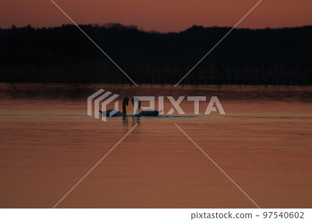 Sunrise scenery and swans of Lake Inba Sunrise scenery and swans of Lake Inba 97540602