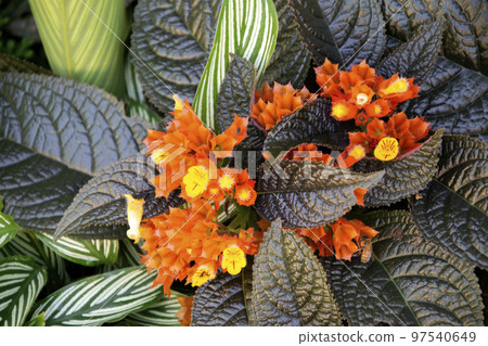 Carpet Plant, Episcia, Frame Violet Plants and flowers Carpet Plant, Episcia, Frame Violet Plants and flowers 97540649