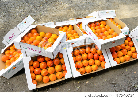 在雜貨店賣的柿子 97540734