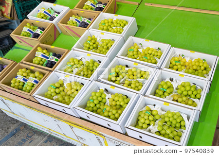 閃耀馬斯喀特直營店 閃耀馬斯喀特直營店 97540839