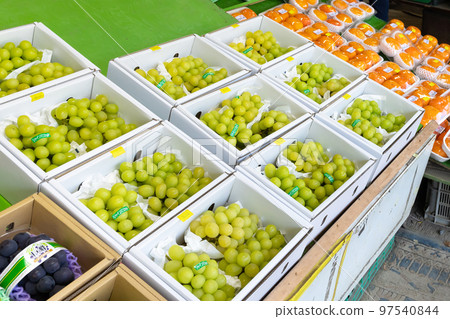 Shine Muscat direct sales store Shine Muscat direct sales store 97540844
