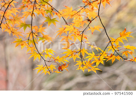 在五顏六色的秋葉染紅的日本秋天風景 97541500