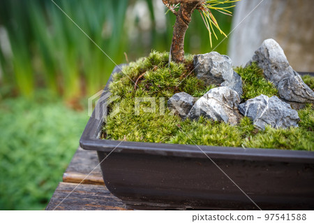 青苔盆景日式圖像 青苔盆景日式圖像 97541588