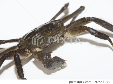 Japanese mitten crab white background Japanese mitten crab white background 97541979
