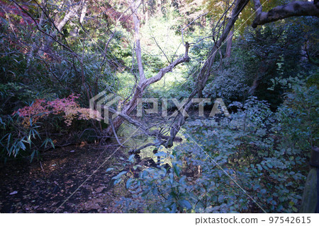 妙本寺總志堂和紅葉 97542615