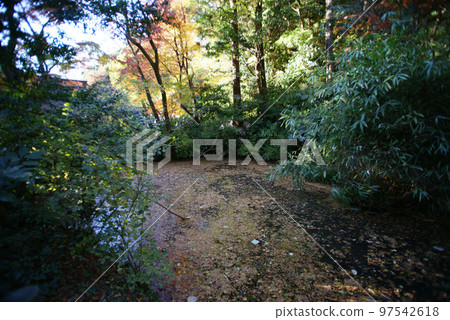 妙本寺總志堂和紅葉 97542618