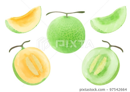 用水彩表達的甜瓜插圖集 97542664