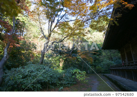 Autumn leaves of Myoji Temple 97542680