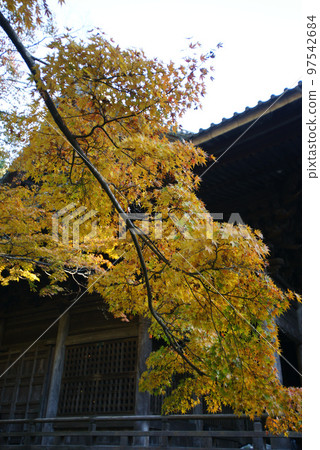 Autumn leaves of Myohonji Soshido Autumn leaves of Myohonji Soshido 97542684