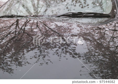 櫻花 櫻 賞櫻 97544082