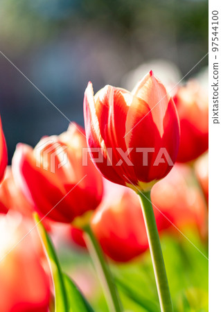 Winter ice tulips (December) 97544100