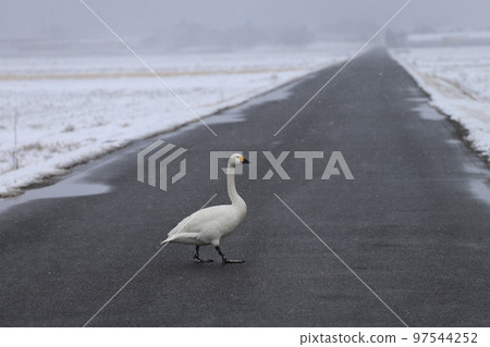 Tundra swan crossing the road 97544252