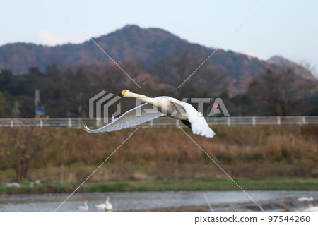 Swan coffee swans 97544260