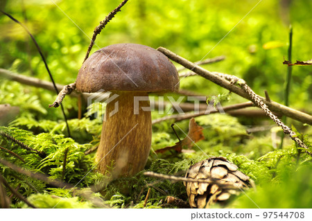 Boletus Pinophilus mushroom growing on lush green moss 97544708