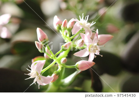 帶有美麗半透明淡粉色花瓣的金色花朵 [1 月] 97545430