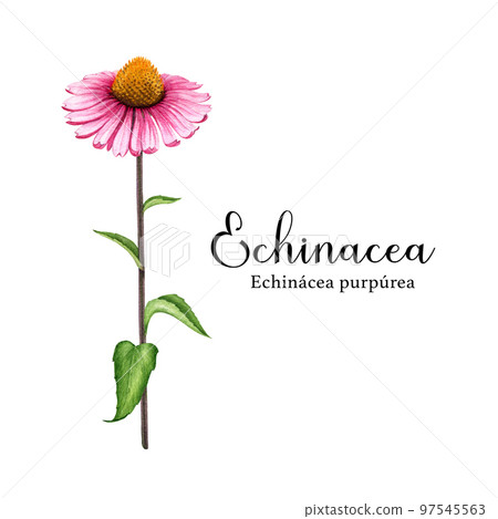 Echinacea medical herb watercolor illustration. Hand drawn botanical realistic Echinacea purpurea plant with flower element. Natural respiratory infections herbal remedy. Isolated on white background Echinacea medical herb watercolor illustration. Hand drawn botanical realistic Echinacea purpurea plant with flower element. Natural respiratory infections herbal remedy. Isolated on white background 97545563