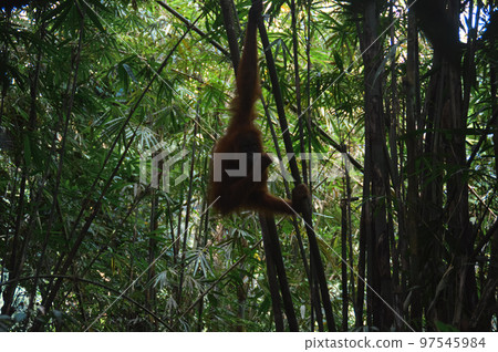 A juvenile male sumatran orangutan or Pongo abelii swinging among the bamboo trees in Mount Leuser National Park Bukit Lawang, Indonesia A juvenile male sumatran orangutan or Pongo abelii swinging among the bamboo trees in Mount Leuser National Park Bukit Lawang, Indonesia 97545984