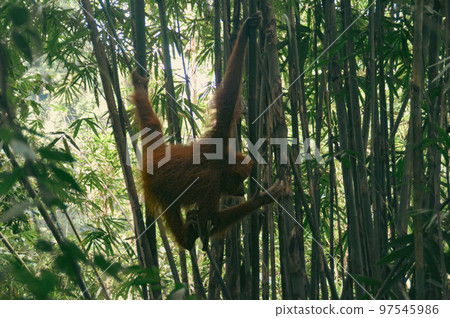 A juvenile male sumatran orangutan or Pongo abelii swinging among the bamboo trees in Mount Leuser National Park Bukit Lawang, Indonesia A juvenile male sumatran orangutan or Pongo abelii swinging among the bamboo trees in Mount Leuser National Park Bukit Lawang, Indonesia 97545986