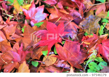 Fallen leaf art Fallen leaf art 97546179