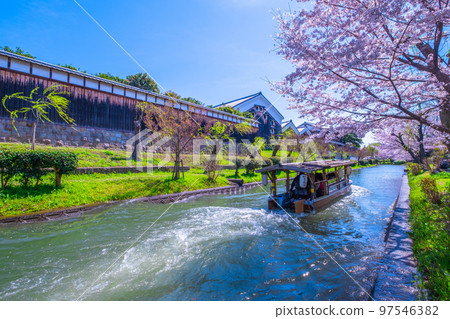 京都運河櫻花和伏見十國船 97546382