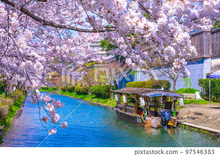 京都運河櫻花和伏見十國船 97546383