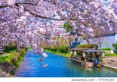 Kyoto Canal Cherry Blossoms and Fushimi Jukkokubune Kyoto Canal Cherry Blossoms and Fushimi Jukkokubune 97546384