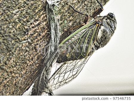 Cicadas Cicadas 97546735