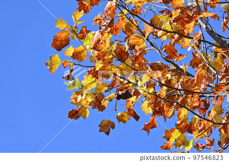 Autumn leaves of lily tree Autumn leaves of lily tree 97546823