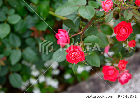 Hakone Rose Garden at the Little Prince Museum (Kanagawa Prefecture) 97546851