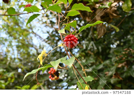 Sanekazura水果 97547188