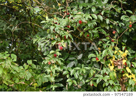 Sanekazura水果 97547189