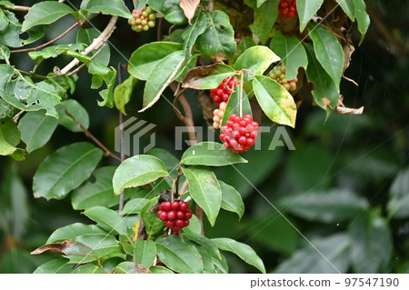 Sanekazura fruit 97547190