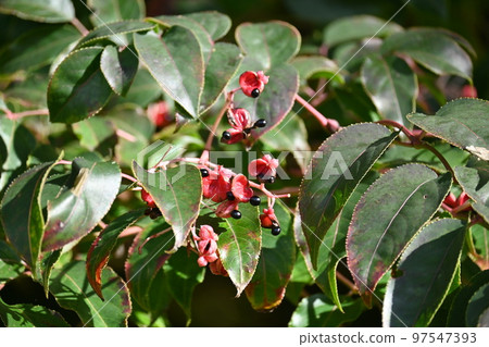 Gonzui fruit and seeds 97547393