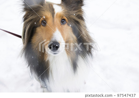 Sheltie, a dog looking at its owner while walking in the snow 97547437
