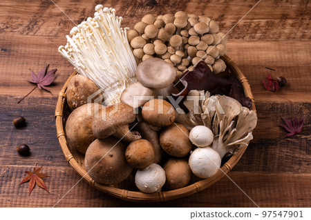 蘑菇集合 蘑菇集合 97547901