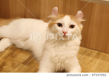 美國卷耳貓 97547992