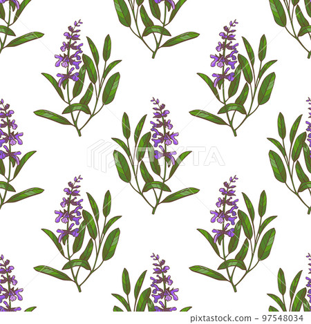 Color Sage Pattern in Hand-Drawn Style Color Sage Pattern in Hand-Drawn Style 97548034