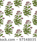Color Oregano Pattern in Hand-Drawn Style 97548035