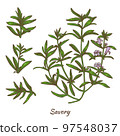 Color Savory Plant and Leaves in Hand Drawn Style 97548037