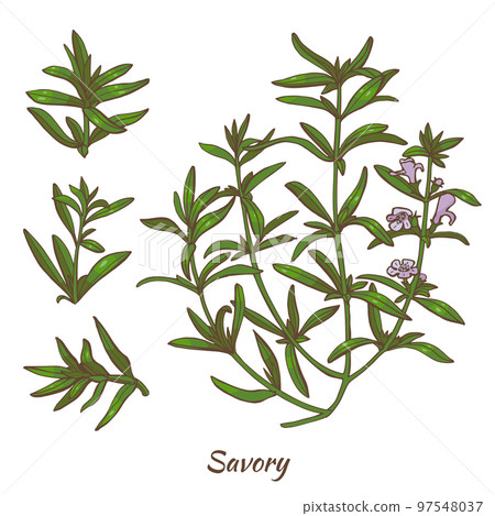 Color Savory Plant and Leaves in Hand Drawn Style 97548037