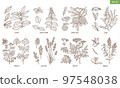 Set of Spice Herbs in Hand Drawn Style 97548038