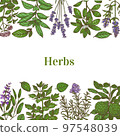 Color Template with Herbs in Hand-Drawn Style 97548039