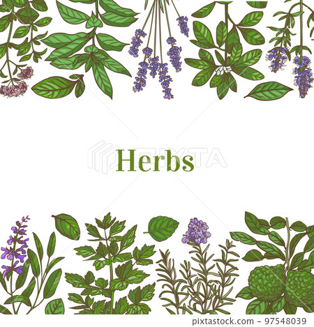 Color Template with Herbs in Hand-Drawn Style Color Template with Herbs in Hand-Drawn Style 97548039