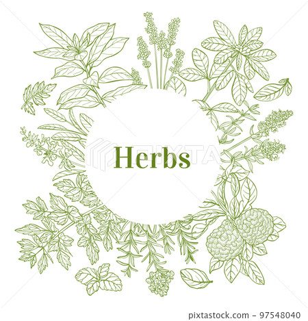Round Template with Herbs in Hand-Drawn Style Round Template with Herbs in Hand-Drawn Style 97548040