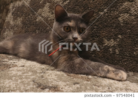 British shorthair cat British shorthair cat 97548041