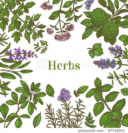 Color Template with Herbs in Hand-Drawn Style Color Template with Herbs in Hand-Drawn Style 97548042