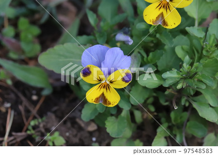 開花在日本冬天庭院裡的黃色和藍色雙色的三色堇花 97548583