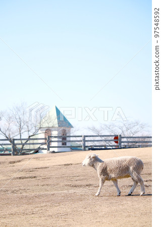 Blue sky and sheep Blue sky and sheep 97548592